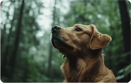 A golden retriever looking upwards in a lush  green forest.
